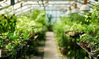 Interior of greenhouse with growing plants